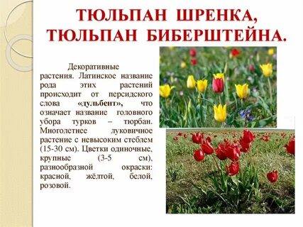 Почему тюльпаны в красной книге