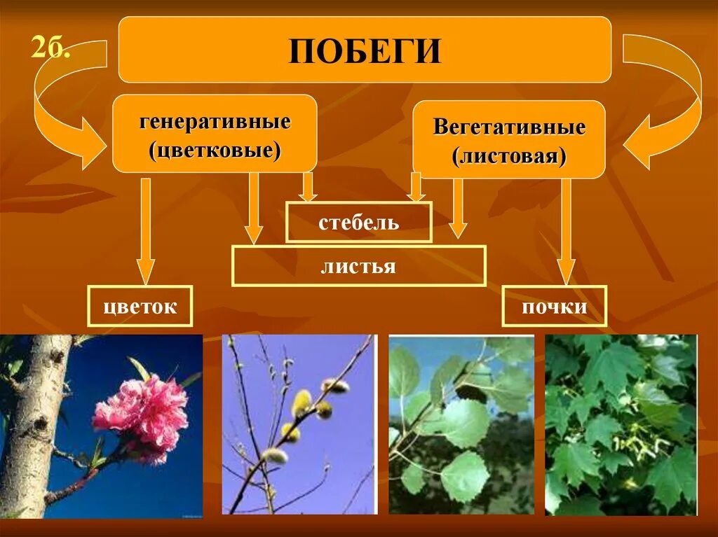 Генеративные побеги 6 класс. Вегетативные и генеративные побеги. Вегетативные побеги и генеративные побеги. Вегетативный побег растения.