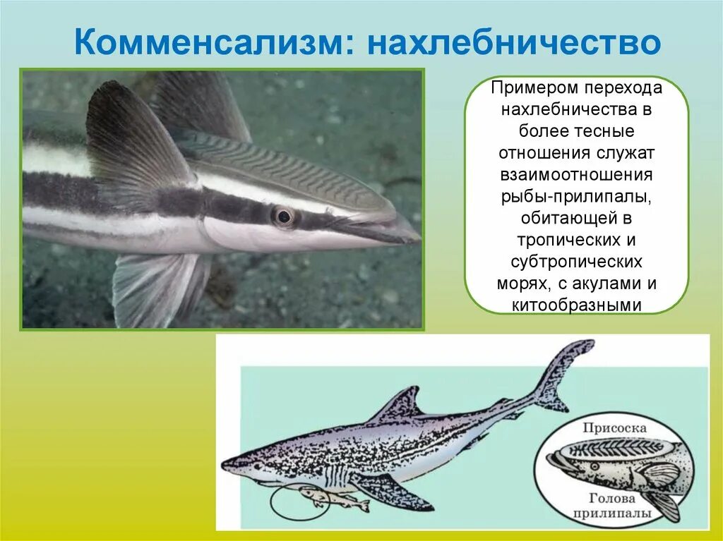 Акула и прилипала тип взаимоотношений. Комменсализм нахлебничество. биотические связи нахлебничество. нахлебничество примеры взаимоотношений. комменсализм примеры.