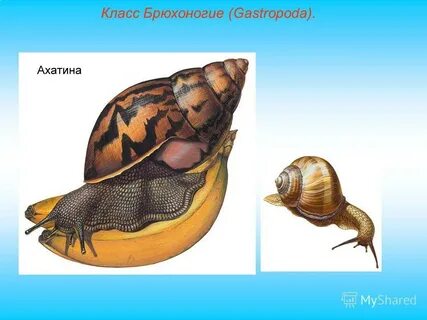 Класс брюхоногие