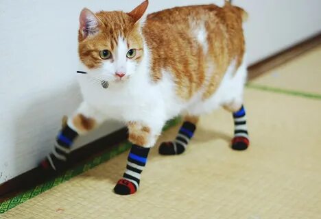 Коты ношу