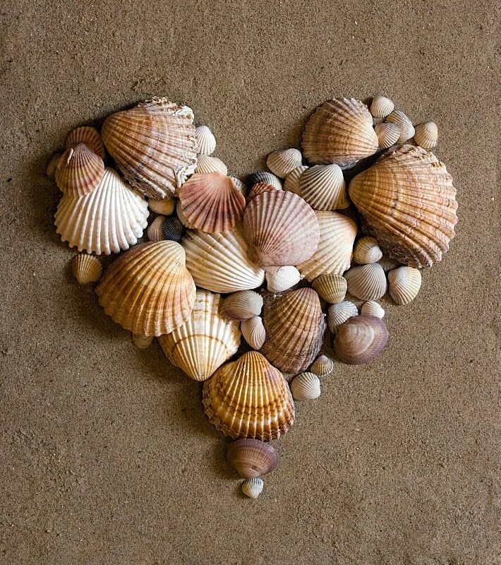 Sea shell