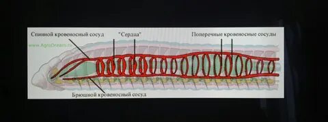 Кровеносные органы дождевого червя