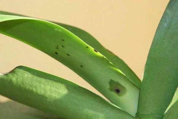 Бурая пятнистость фаленопсиса. Орхидея камбрия черные точки на листьях. Черная пятнистость фаленопсиса. Черное пятно на орхидее. Черные точки на листьях фаленопсиса.