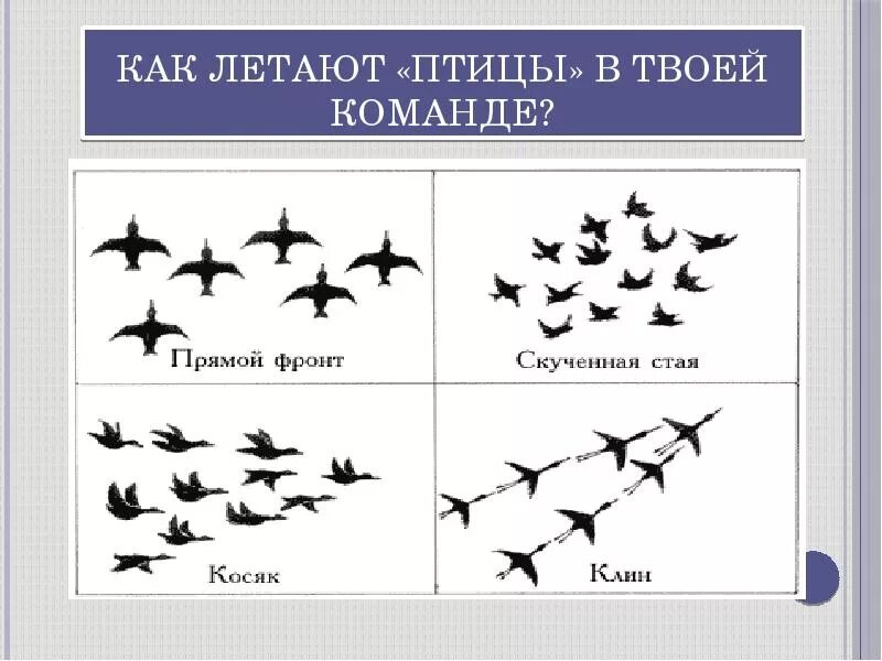 Способы перелета птиц. Как летают птицы. Разновидности летающих птиц. Тем план перелетные