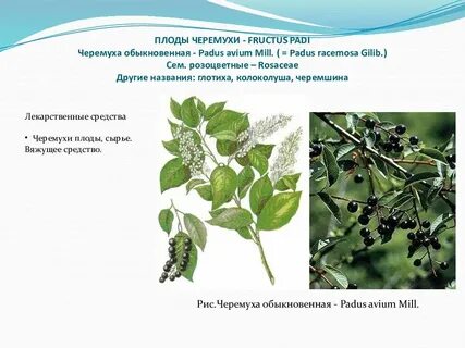 Черемуха обыкновенная тип питания