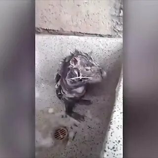 Крыса в душе