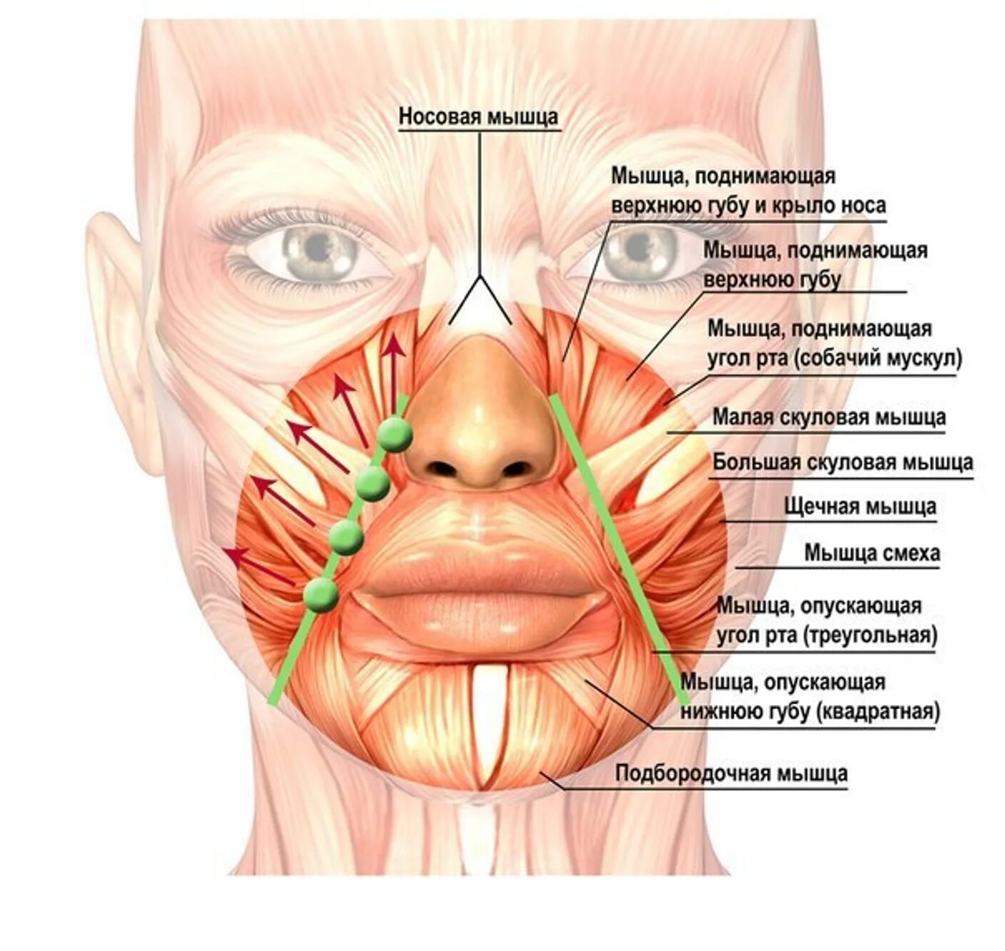 Расположение мышц на лице. Мышцы нижней части лица. Депрессор ангули орис анатомия. Носогубная складка анатомия. Носогубные складки спазм мышц.