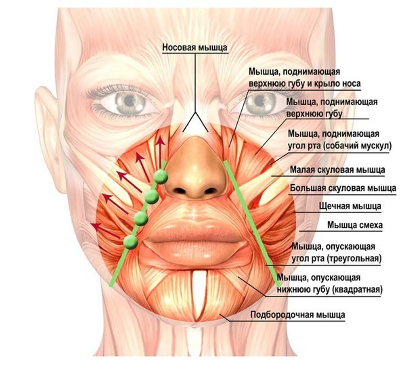 Поднимающая угол рта. Мышцы лица носогубные складки анатомия. Мышца поднимающая верхнюю губу. Мышца поднимающая крыло носа. Гипертонус круговой мышцы рта.