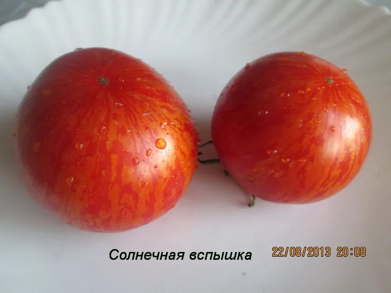 Томат вспышка описание сорта. Томат солар флейр. томат солнечная вспышка мязина. томат сорт солнечная вспышка. томат солнечная вспышка семена.