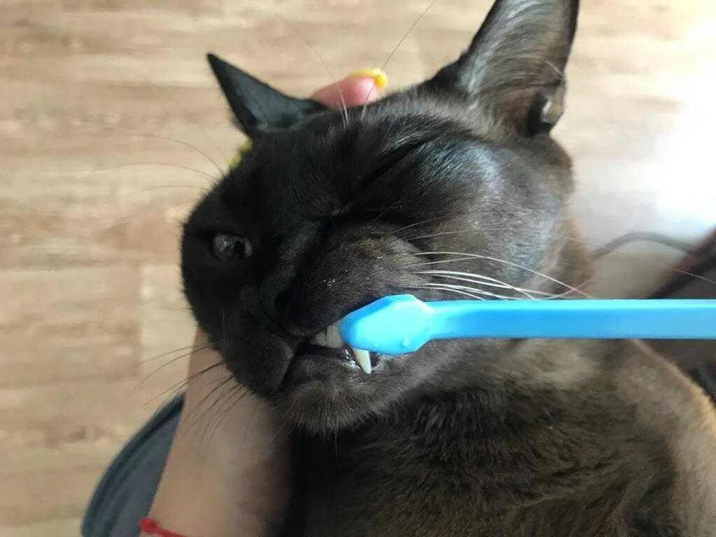 Можно ли кошкам чистить зубы