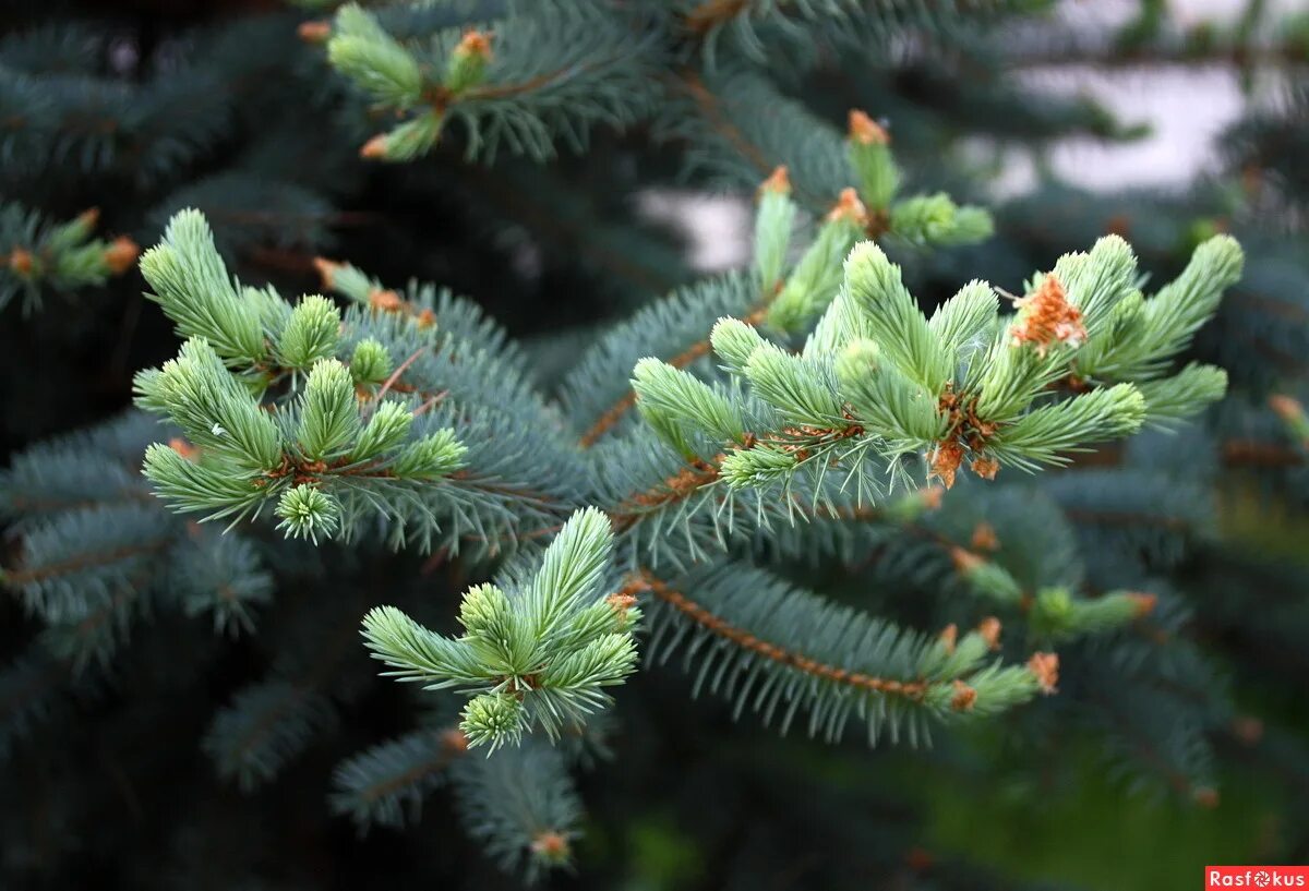Еловый цвет фото. Ель колючая balaton. Ель, хвоя, 50 гр. Green trees сосна уральская 19. Елка хвойная хвоинки.