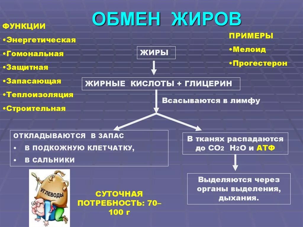 Основные липиды пищи. Конечные продукты метаболизма жиров. Обмен жиров в организме человека. Обмен липидов схема. Обмен жиров в организме схема.