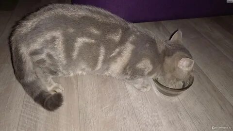 Кот начинает