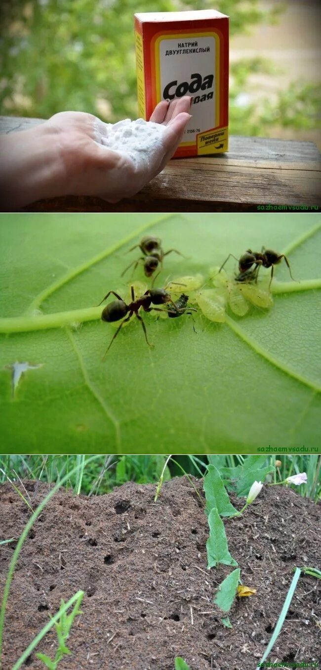 От муравьев в огороде. Средство от муравьев на огороде. Уничтожаем муравьев в огороде. Препарат от муравьев на садовом участке.