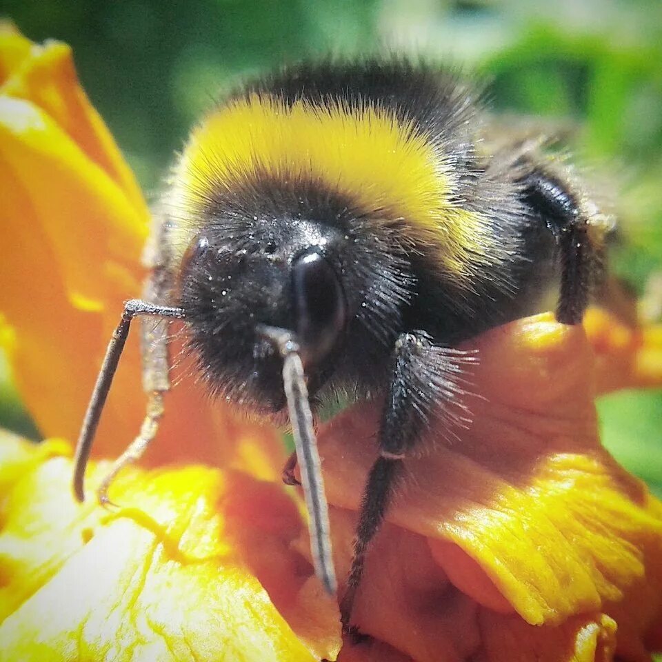 Шмель в комнате. Шмель земляной bombus terrestris. тулупчатый шмель. шмель полевой. мохнатый шмель.
