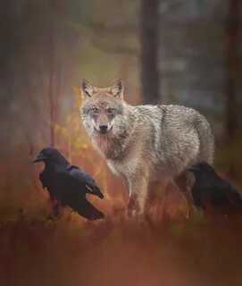 Wolf and raven