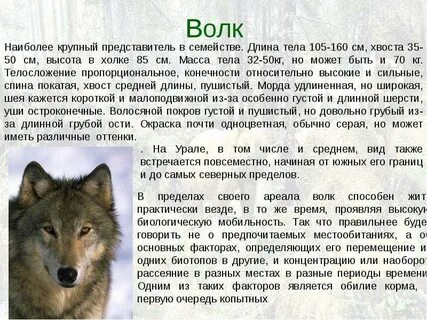 Волк детям кратко