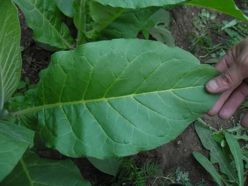 Семена табака курительного лучшие сорта. Сорта табака по крепости. Табак вирджиния и берлей. Хорошие сорта табаков. Сорт табака чикер.