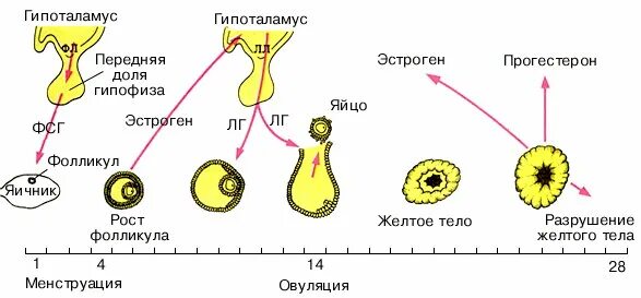 Что вырабатывают яичники. Гормональная функция яичников регуляция. Схема эндокринных функций яичника и их регуляция. Гипоталамус гипофиз яичники схема. Регуляция менструального цикла.