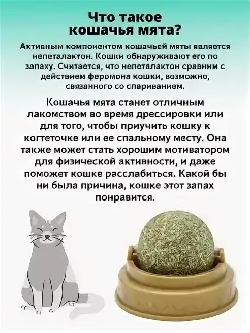 Как дать коту кошачью мяту. Как дать коту кошачью мяту