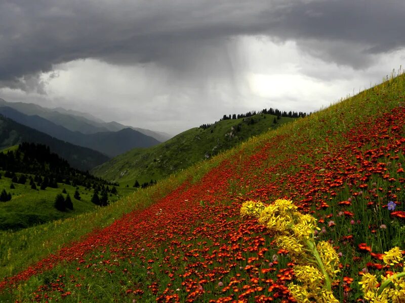 Киргизия горы долина арашан. Көк ала. Гора кумбель алматы. Горы каркыра. Жылқынын басы картинка для детей.