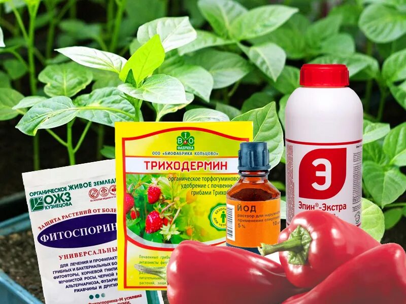 Триходермин жидкий. Триходермин препарат для обработки растений. Фунгицид триходерма. Фунгицид триходермин. Триходермин биопрепарат.