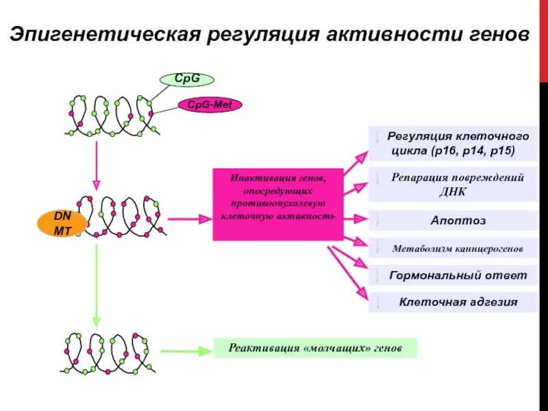Механизмы эпигенетической регуляции. Эпигенетическая регуляция экспрессии генов. Экспрессия импринтированных генов:. Эпигенетическая регуляция экспрессии генов. Эпигенетическая регуляция презентация.
