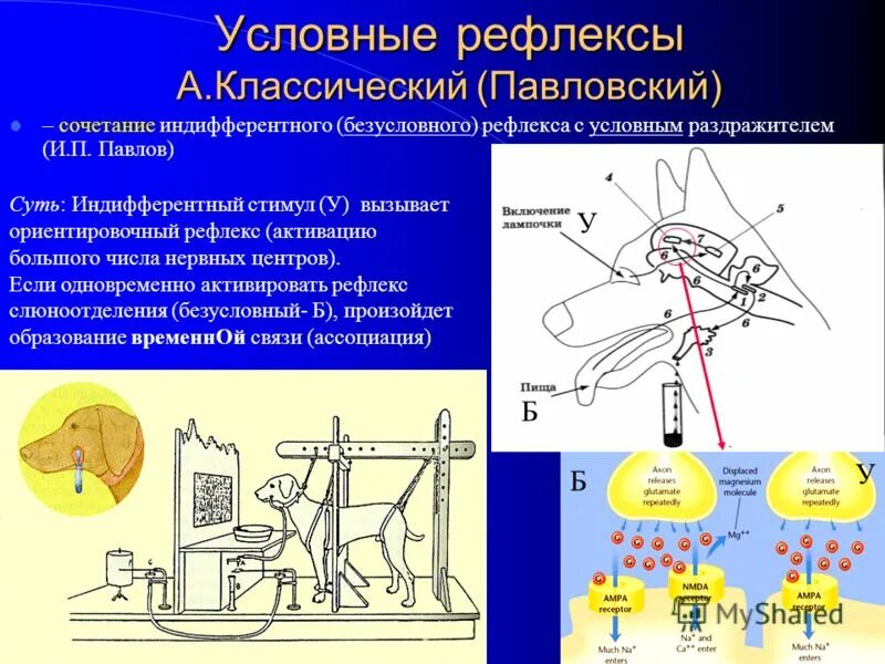 Сигналы рефлексов