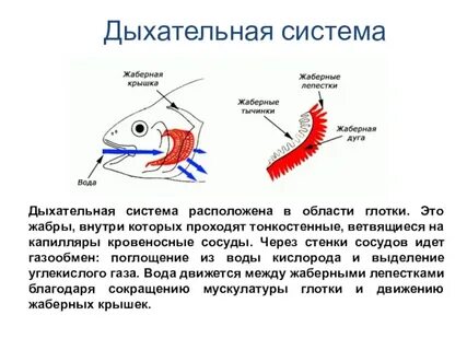 Жаберное дыхание представители
