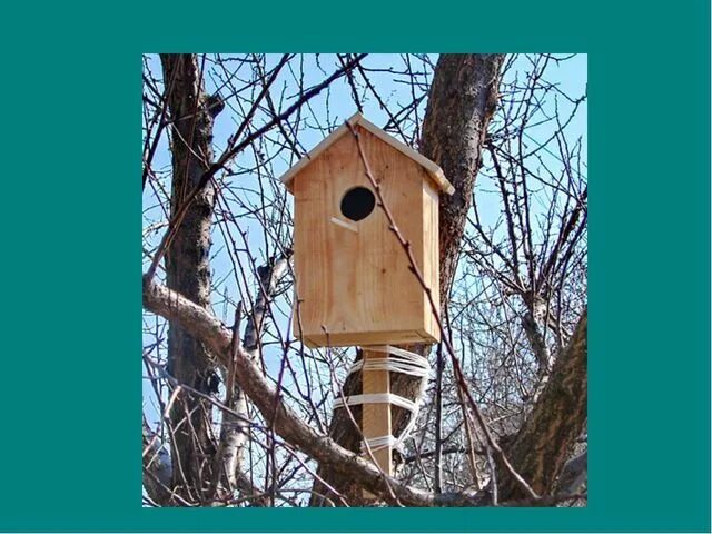 В какую сторону скворечник. Инструкция для сборки скворечника. Размеры скворечника для скворцов размеры. На что прикрепить скворечник к дереву. Скворечник на какую сторону света.