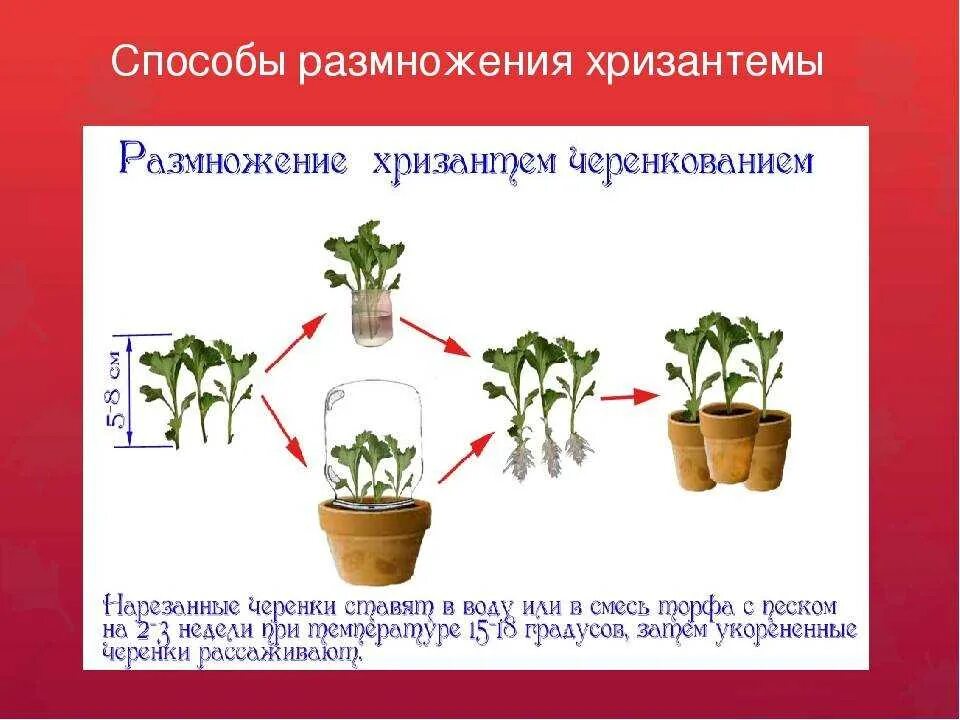 Черенкование мультифлоры хризантемы. Размножение хризантемы делением куста. Хризантема укоренение черенков. Хризантема размножение отводками. Как размножаются комнатные цветы