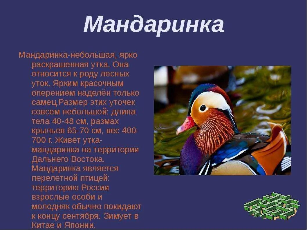 Сообщение о птицах. Описание птиц. Сообщение о Птичке. Интересные птицы описание. Сообщение о редких видах птиц