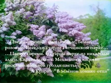 Песни пели по городу запах сирени