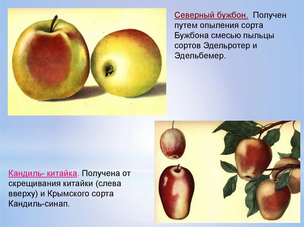Получил гибридные сорта. Кандиль-китайка яблоня. кандиль синап метод селекции. кандиль китайка сорт яблок. кандиль-синап сорта яблони.