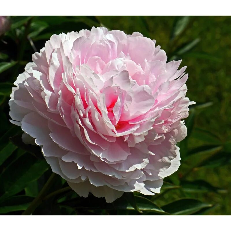 Double Chinese Peony 'Magic Orb'