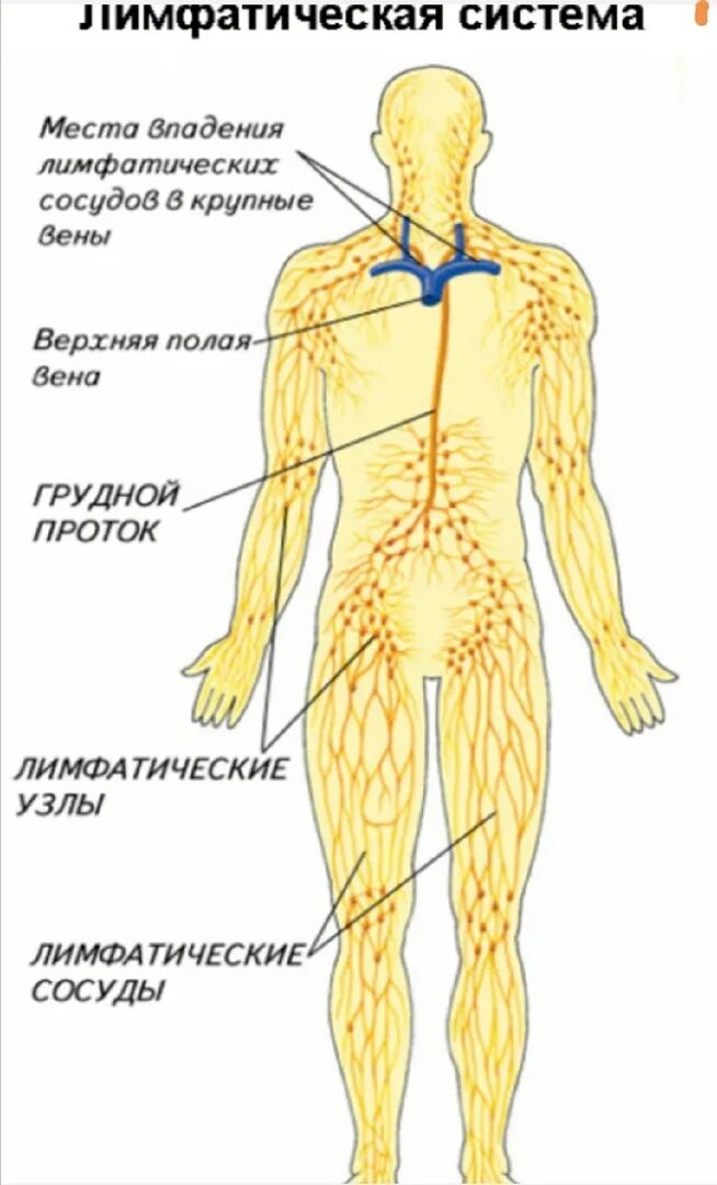 Лимфа включает. Лимфатическая система схема. Лимфатическая система человека анатомия движение лимфы. Лимфатическая система человека схема движения лимфы. Строение лимфатической системы человека.