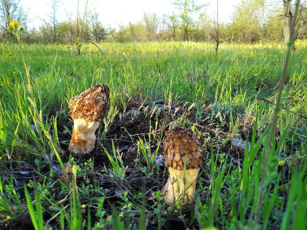 Грибы сморчки где растут в каком лесу. Сморчок полевой. сморчки битца 2025. сморчки дмитров. сморчков гаярь.