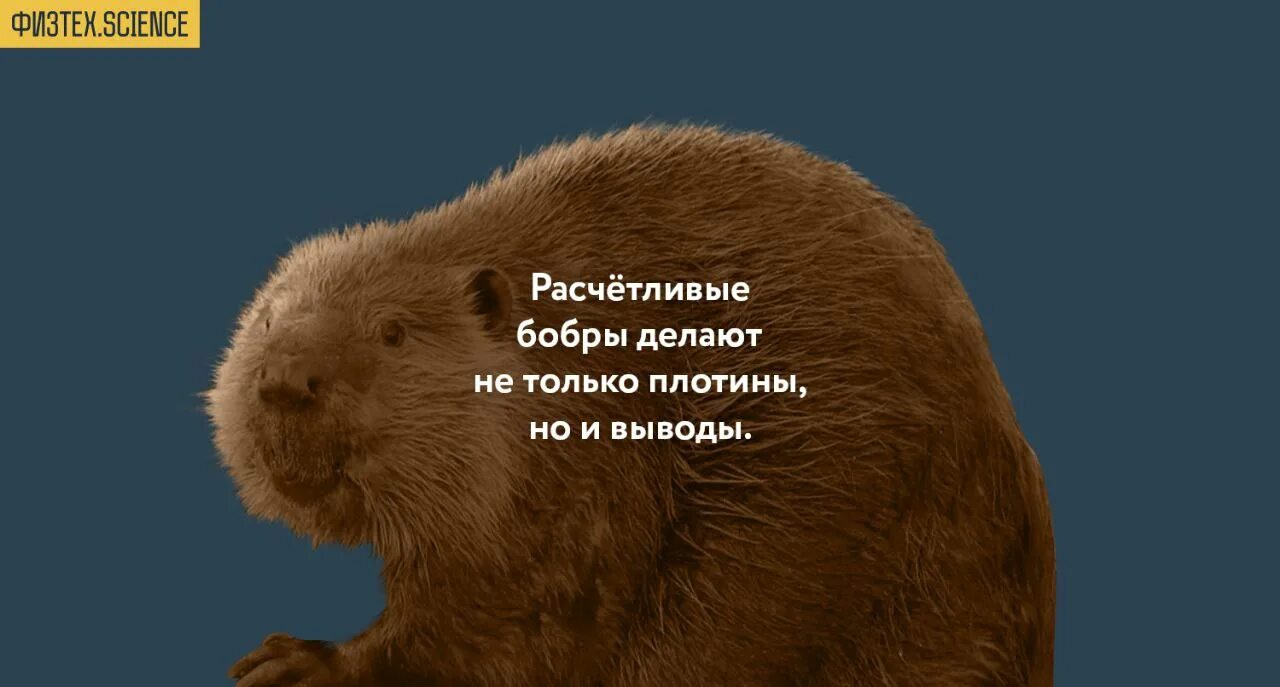 бобер строит хатку. сделано бобрами творческая мастерская. дом бобра. стол в стиле рустик своими руками. бобер.