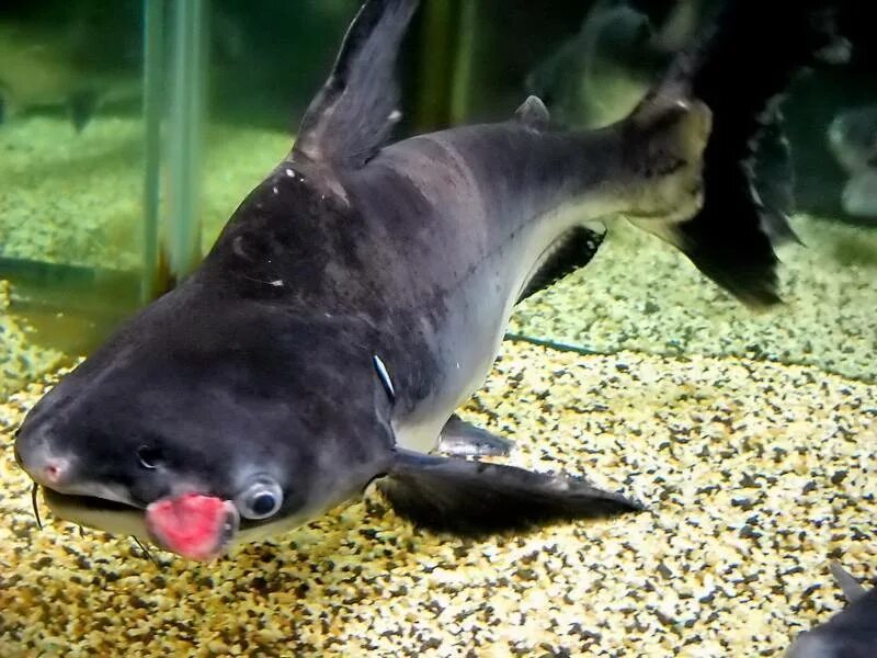 Pangasius 40 cm YouTube