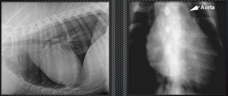 Стеноз у собак. Аномалия сосудистого кольца у собак. Аномалии аорты на рентгене.