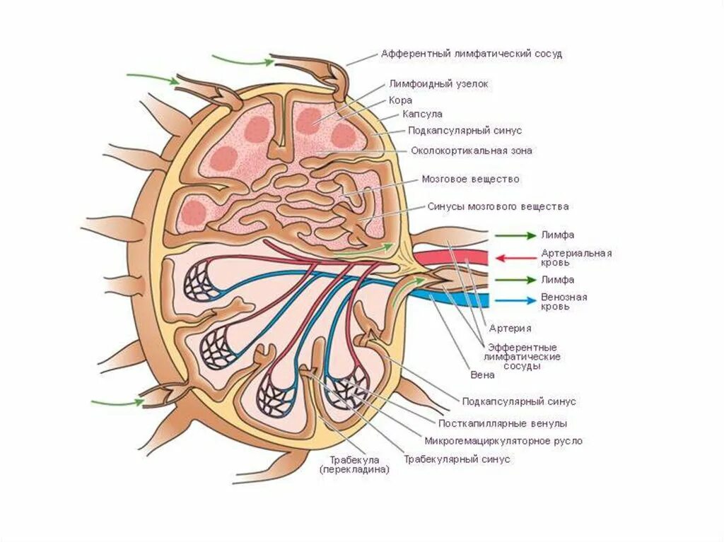 Строение лимфатического узла анатомия. Строение лимфатических сосудов и лимфоузлов. Строение лимфатического сосуда и лимфатического узла. Схема строения лимфатического узла. Лимфоузлы цвет