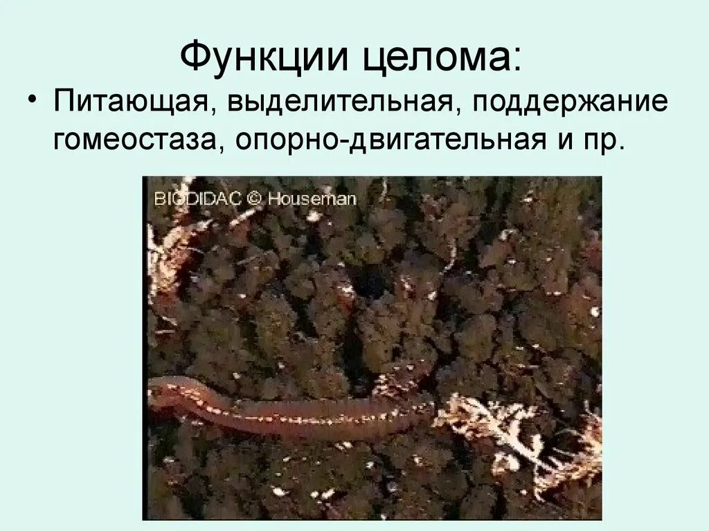 Поперечный разрез малощетинковых. Эмбриональное развитие вторичная полость тела. Личинки иглокожих. Полости тела. Медицинская пиявка полость тела.