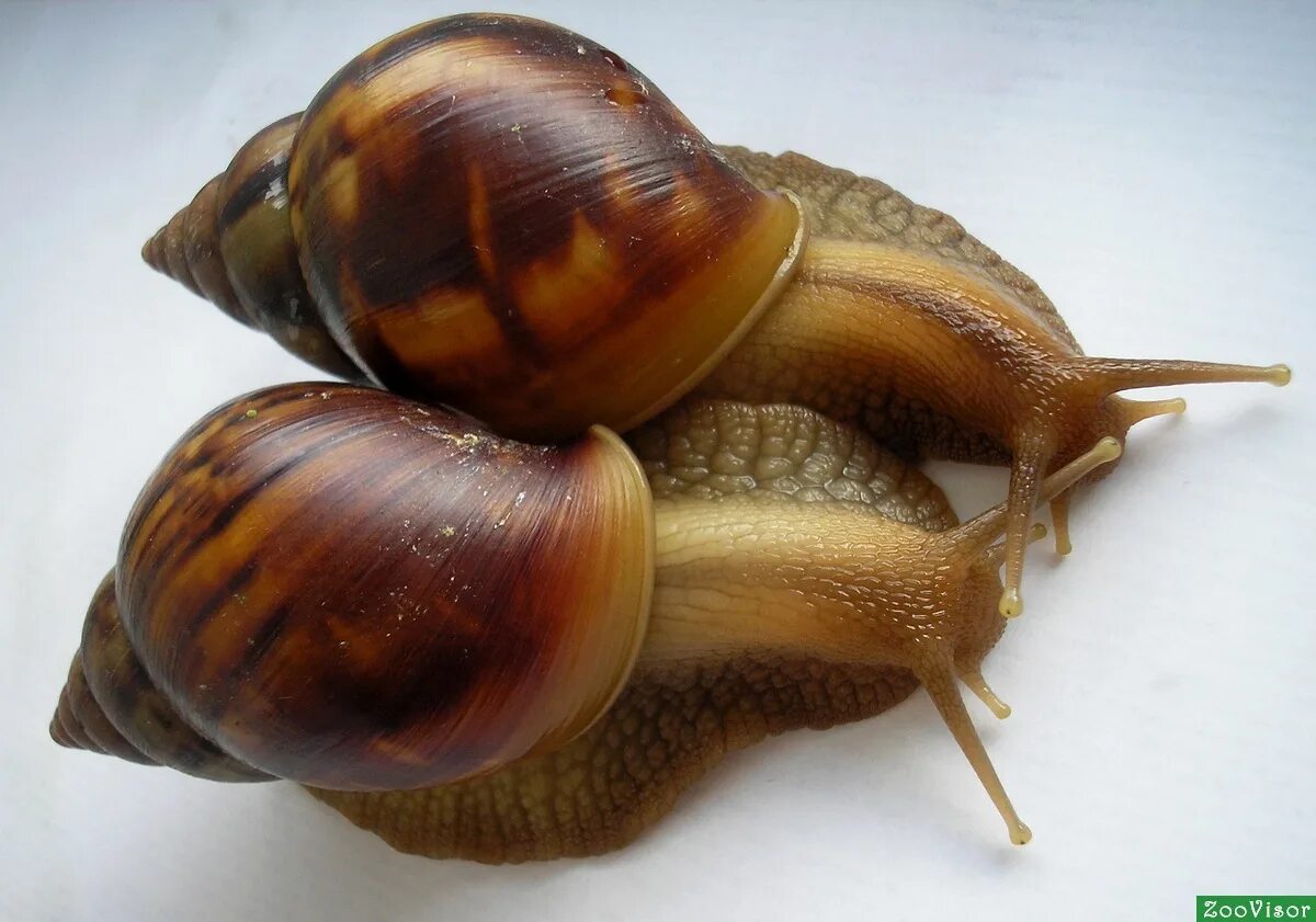 Ахатина гигантская. Какие улитки ахатины. Гигантские улитки ахатины. Африканские сухопутные улитки ахатины. Ахатина гигантская achatina fulica.