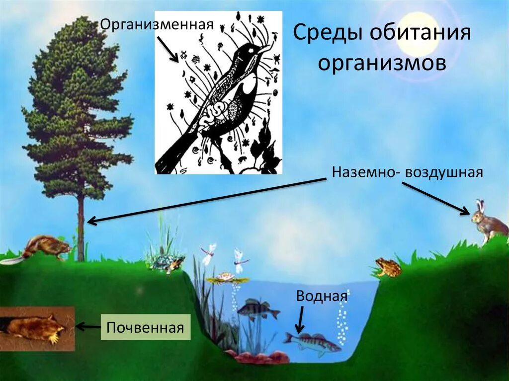 Среда обитания хвоща наземно воздушная или водная. Среда обитания. Среда. Среды обитания организмов. Среды обитние организмов.