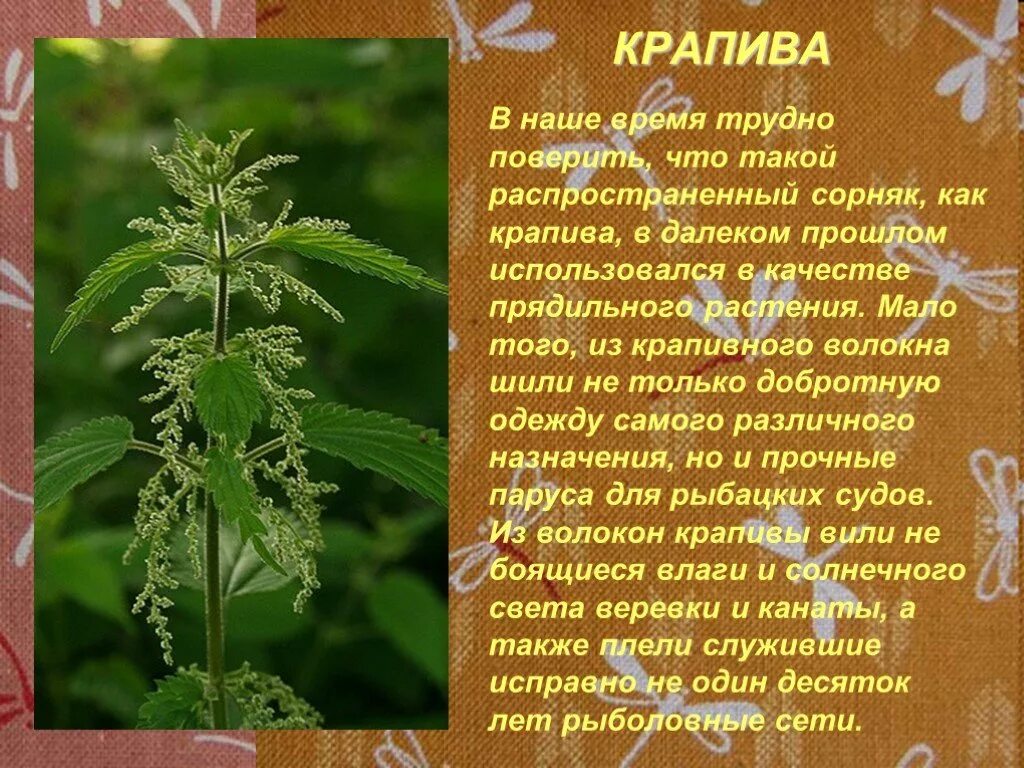 Рассказ о крапиве. Крапива. Крапива кратко. Материал крапива что это. Краткая информация о крапиве.