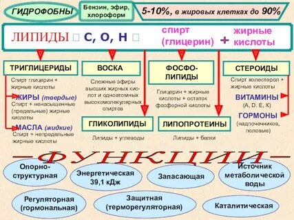 Органические вещества клетки углеводы липиды тест