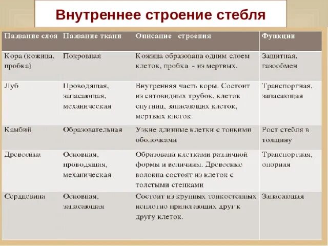 Внутреннее строение стебля функции. Внутреннее строение стебля таблица 6 класс биология. Таблица по биологии 6 класс строение стебля. Внутреннее строение стебля 5 класс биология таблица. Таблица по биологии 6 класс стебель его строение и функции.