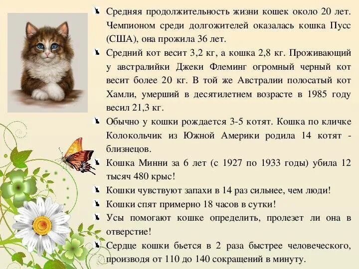 Сколько в среднем живут кошки домашние стерилизованные. Средняя Продолжительность жизни кота. Средняя продолдительнрсть Дизни конек. Продолжительность жизни домашнего кота. Средняя Продолжительность лет жизни кошек.