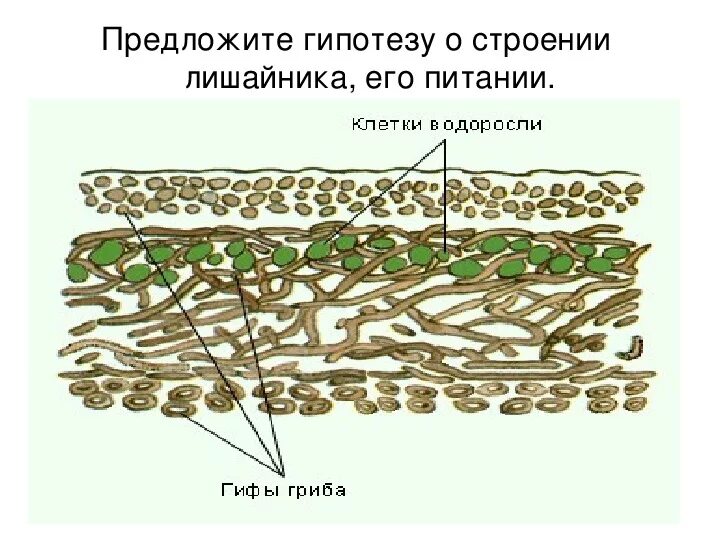 Строение лишайника 5. Строение лишайника 5 класс. Строение лишайника 5 класс биология. Внутреннее строение лишайника.